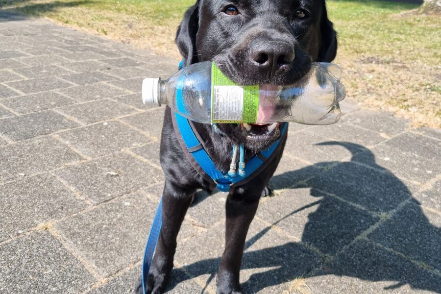 Opruimen met honden
