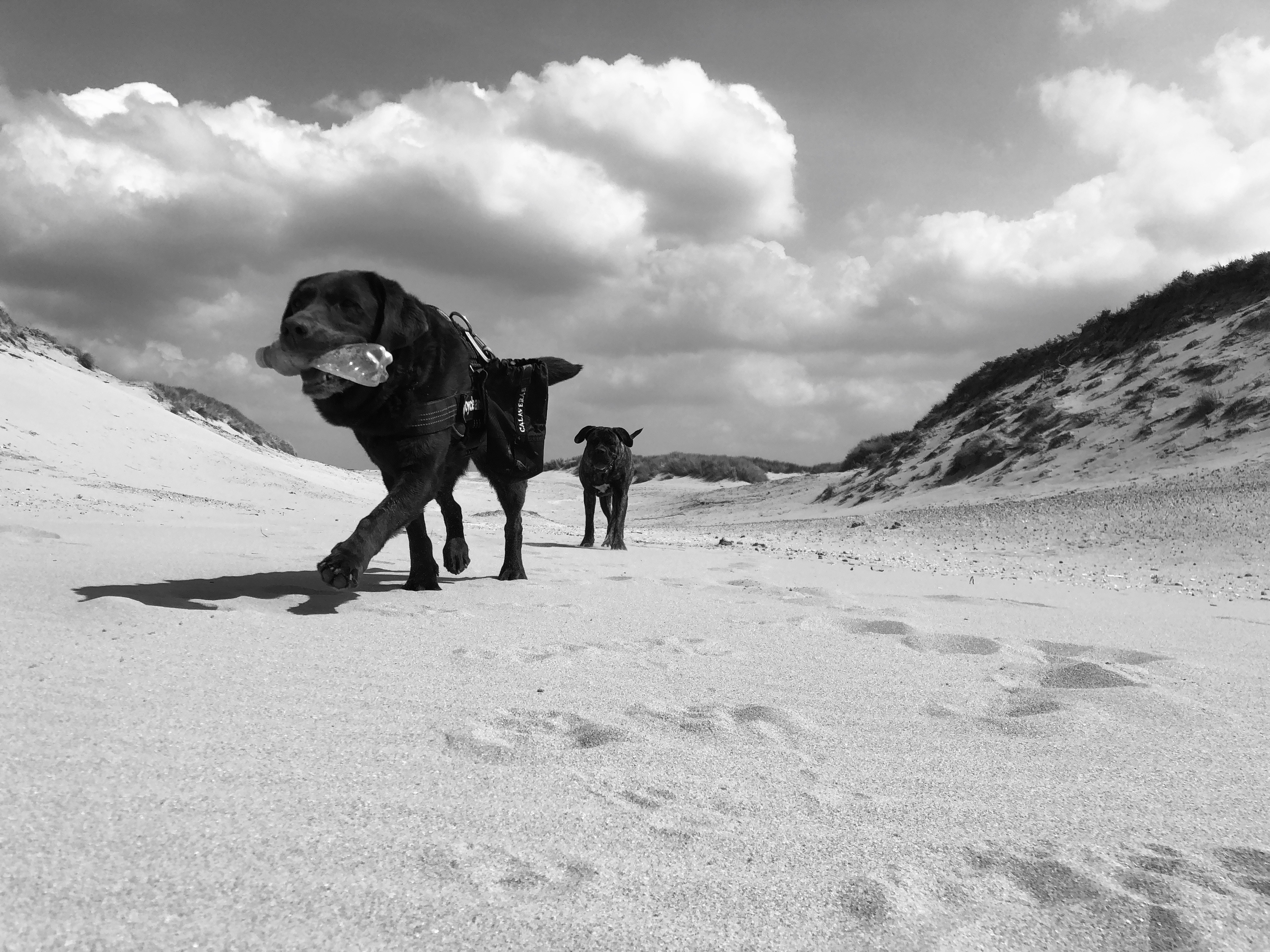 Bloemendaal Clean-up